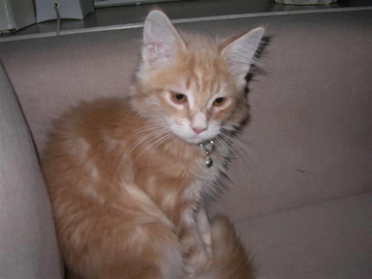Maine Coon Basse (Joe) billede 8