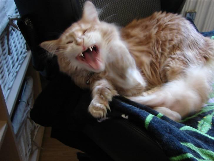 Maine Coon Basse (Joe) billede 9