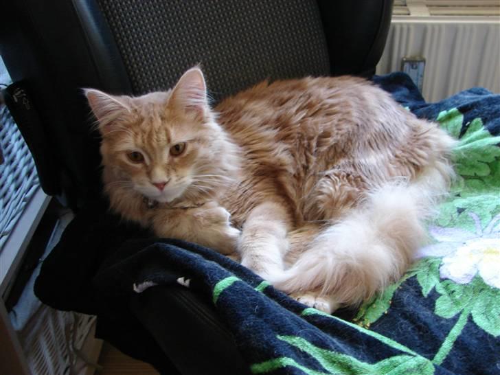 Maine Coon Basse (Joe) billede 10