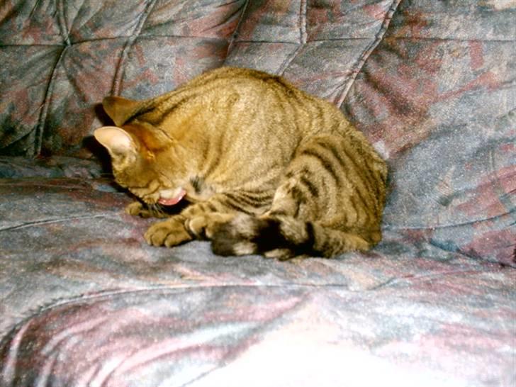 Huskat Miver ¤Himmel missen¤ billede 1