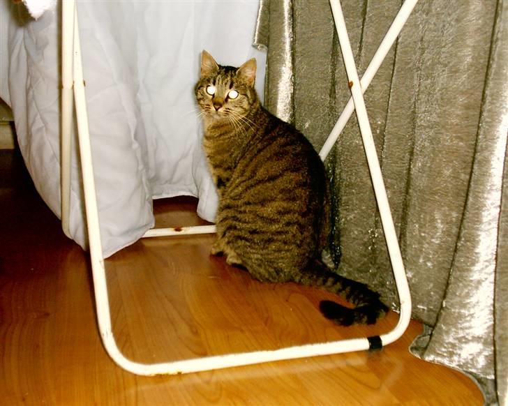 Huskat Miver ¤Himmel missen¤ billede 2