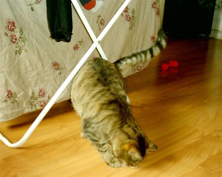 Huskat Miver ¤Himmel missen¤ billede 4