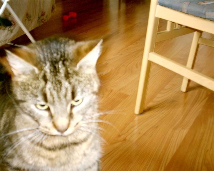 Huskat Miver ¤Himmel missen¤ billede 5