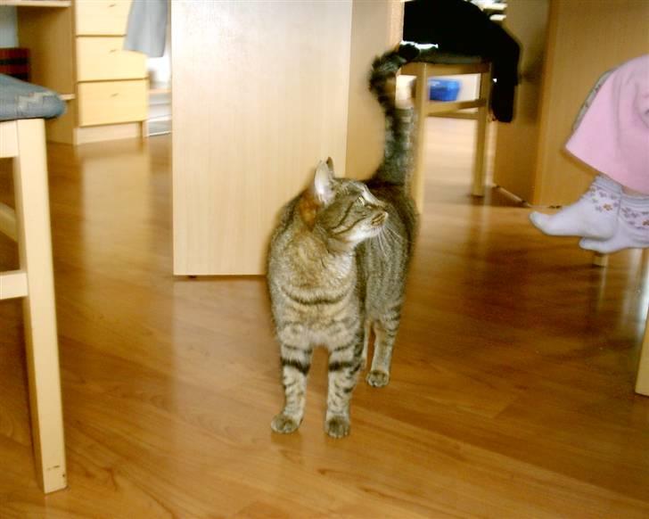 Huskat Miver ¤Himmel missen¤ billede 6