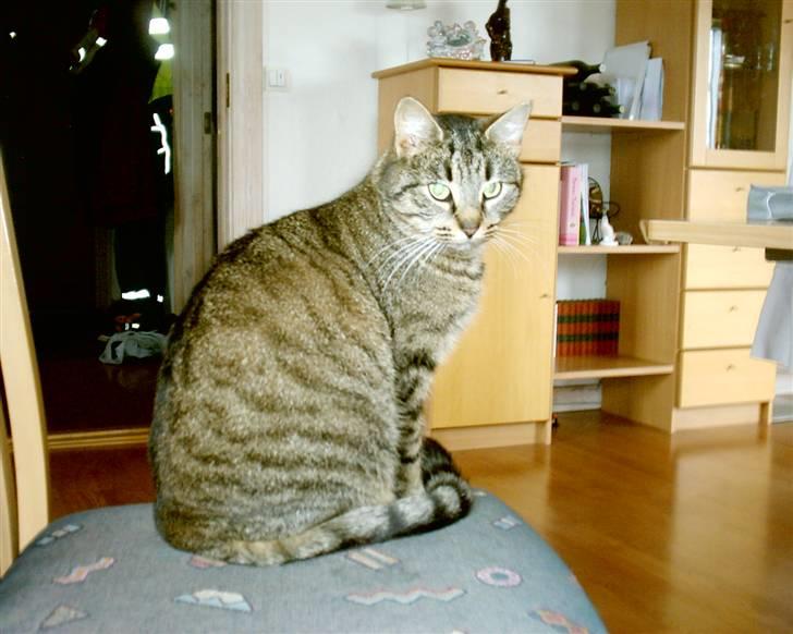 Huskat Miver ¤Himmel missen¤ billede 7