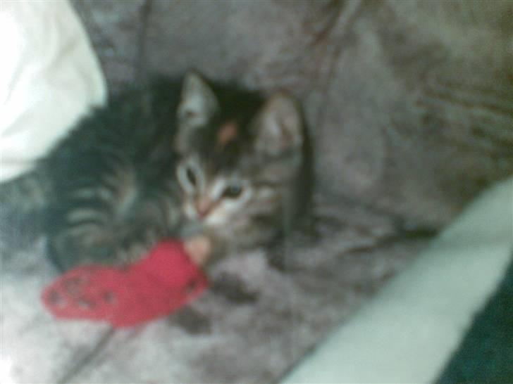 Huskat Kisser - kisser da hun var lille første dag vi havde hende billede 20