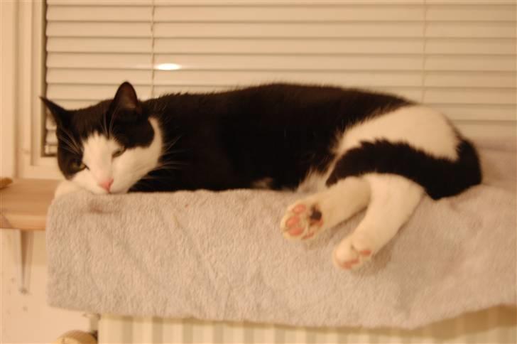 Huskat Sir. Montgomery - Her ELSKER han at ligge :) billede 10