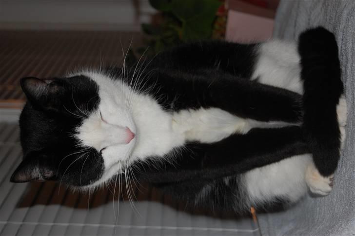 Huskat Sir. Montgomery - Undskyld at det vender forkert :) han sidder op og sover :) billede 11