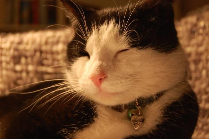 Huskat Sir. Montgomery - Smukke fotomodel :) billede 12