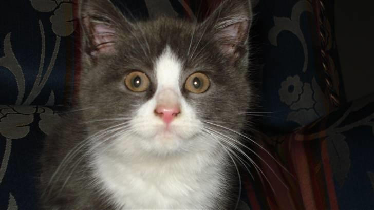 Blanding af racer silver - HEJ MED JER billede 1