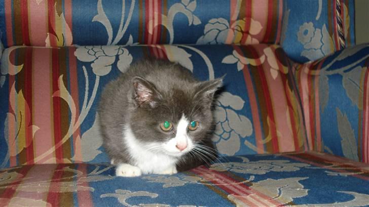 Blanding af racer silver billede 2