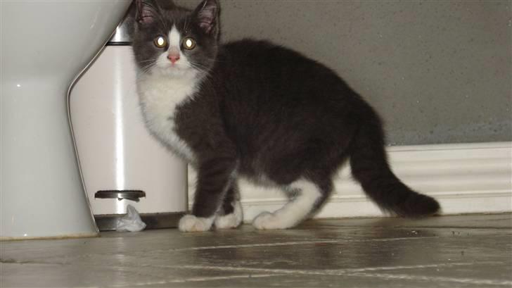 Blanding af racer silver billede 3