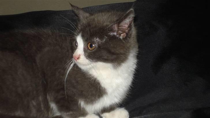 Blanding af racer silver billede 4