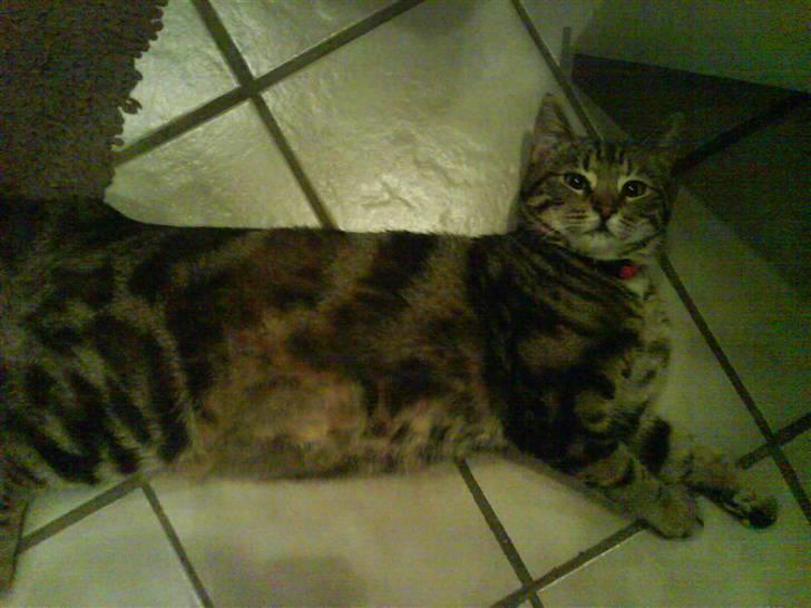 Huskat Ticca - Åhhh kommer du der, lå ellers lige og sov, skal du nu til det pjat igen ,O) billede 5