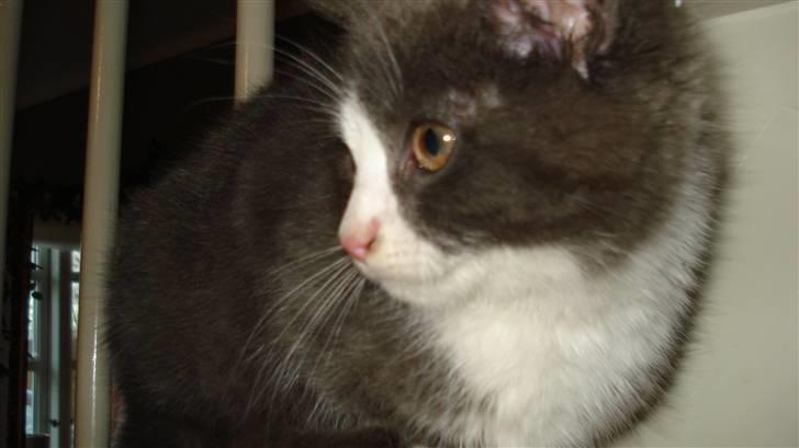 Blanding af racer silver billede 5