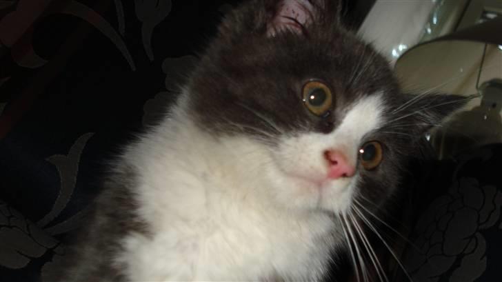 Blanding af racer silver billede 6