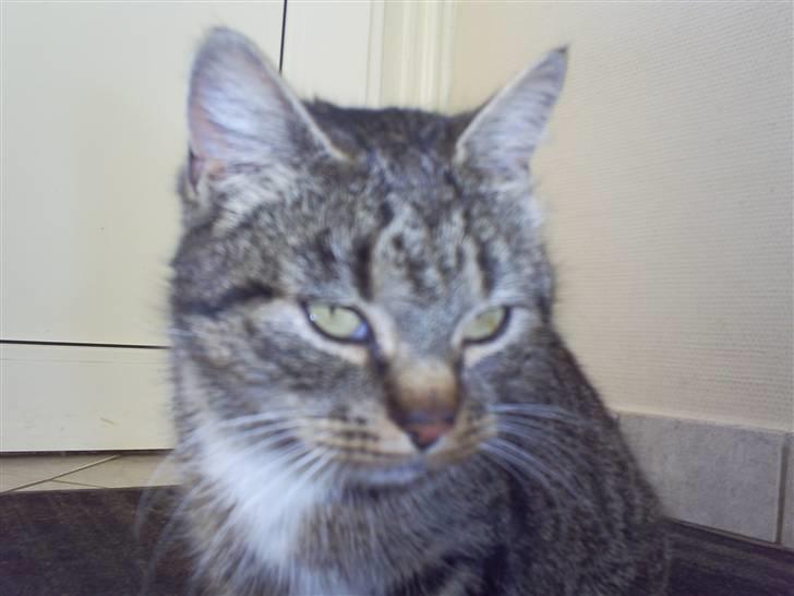 Blanding af racer †Preben(Prebsi)† - Velkommen til Preben´s profil :)  billede 1