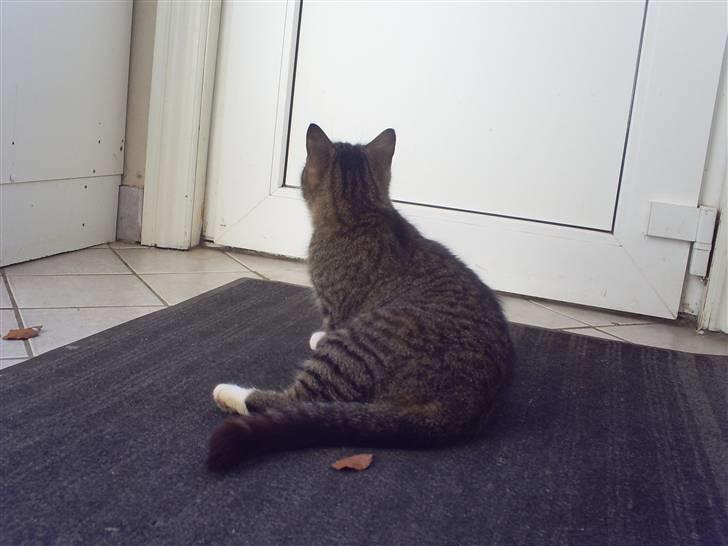 Blanding af racer †Preben(Prebsi)† - Den skønne :) billede 2