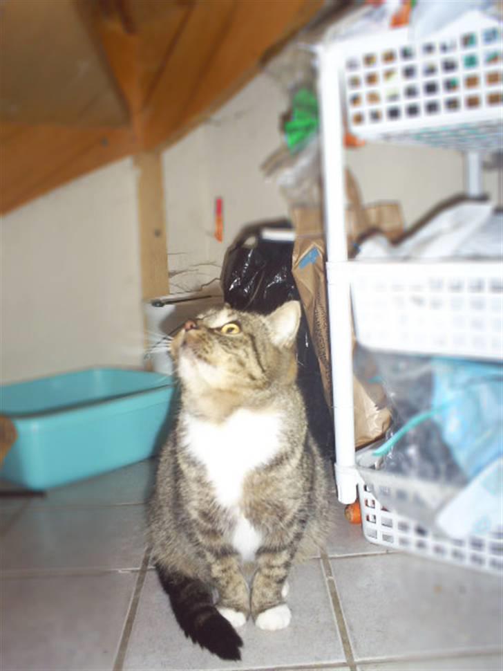 Blanding af racer †Preben(Prebsi)† - Den skønne :) billede 4