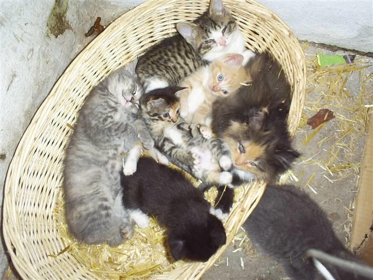 Blanding af racer †Preben(Prebsi)† - Preben og Molly´s killinger :) billede 5