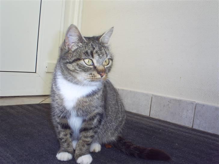 Blanding af racer †Preben(Prebsi)† - Den skønne :) billede 6