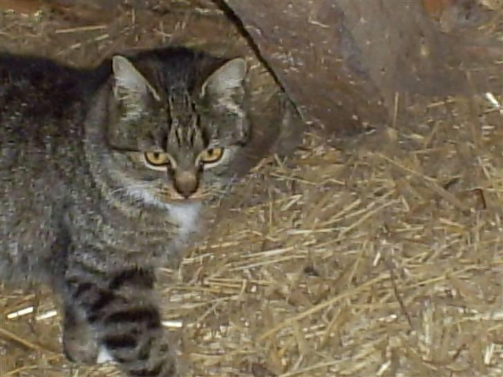 Blanding af racer †Preben(Prebsi)† - Preben den dejlige :) billede 8