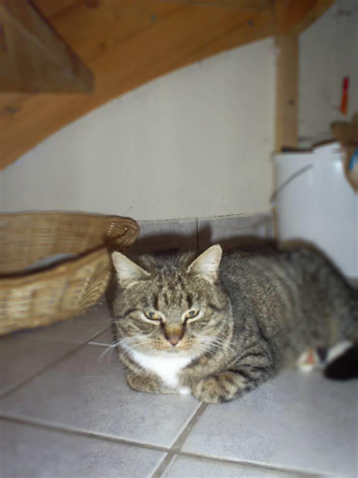 Blanding af racer †Preben(Prebsi)† - Preben :) billede 9