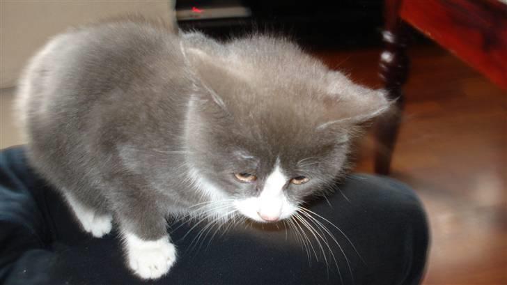 Blanding af racer silver billede 7