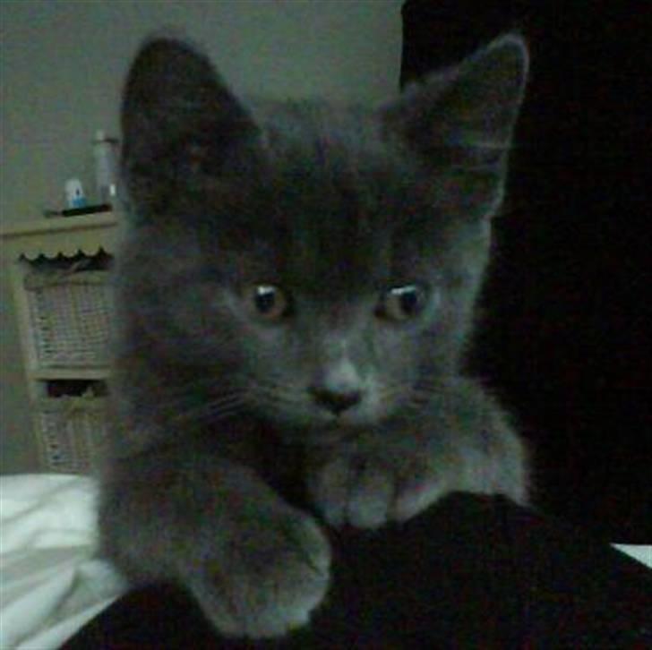 Huskat Victor billede 5