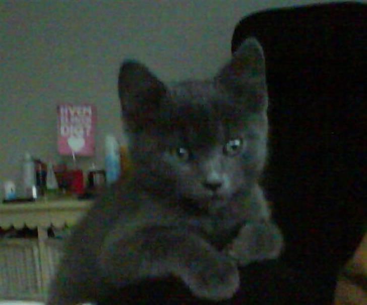 Huskat Victor billede 6