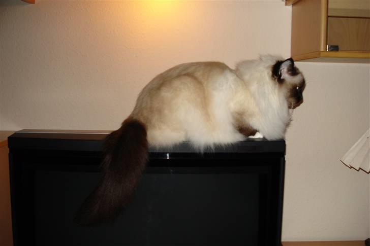 Hellig Birma silky billede 13