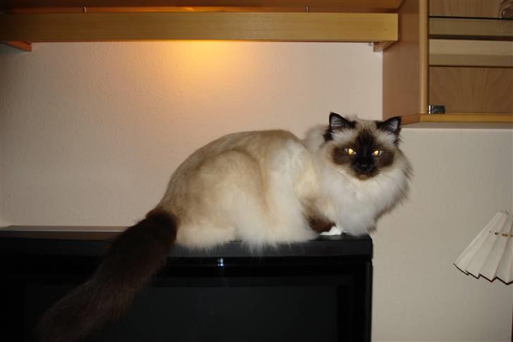 Hellig Birma silky billede 14