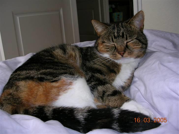 Huskat Kisser billede 1