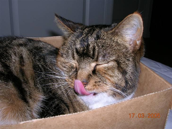 Huskat Kisser billede 2