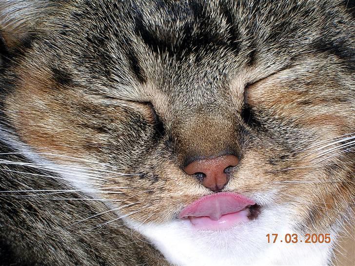 Huskat Kisser billede 3