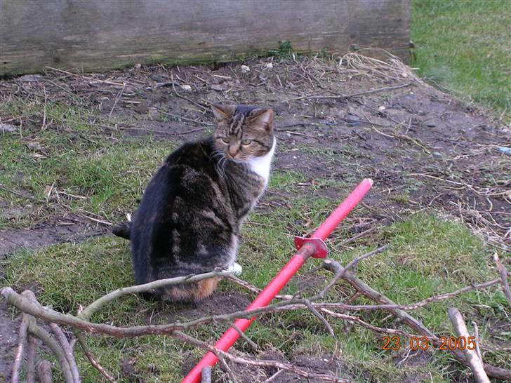 Huskat Kisser billede 4