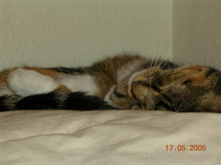 Huskat Kisser billede 5