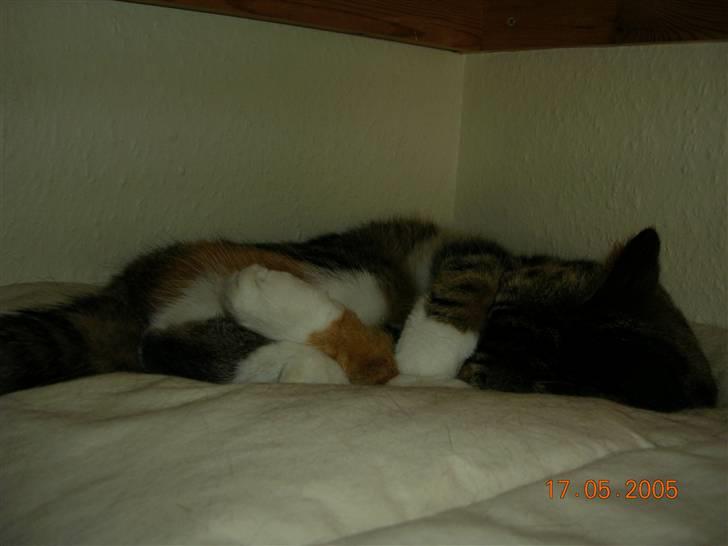 Huskat Kisser billede 6