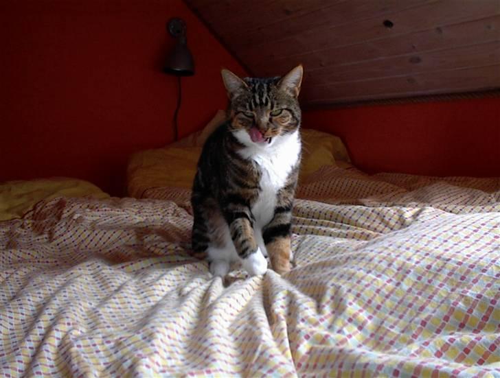 Huskat Kisser billede 7