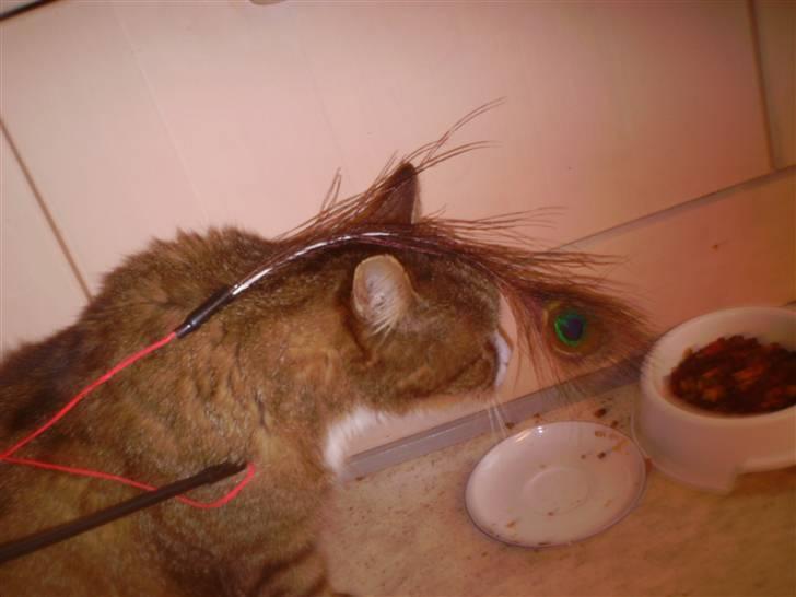 Huskat Lolly Pop (RIP) billede 12