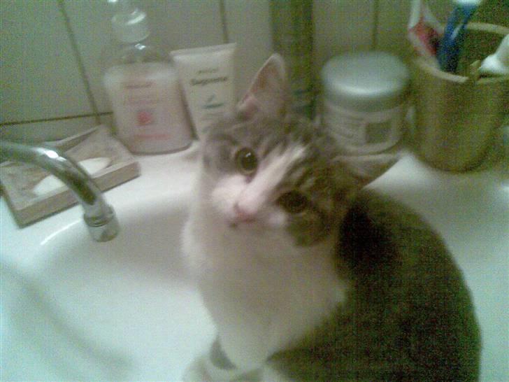 Huskat Miss Cuty Pie billede 14