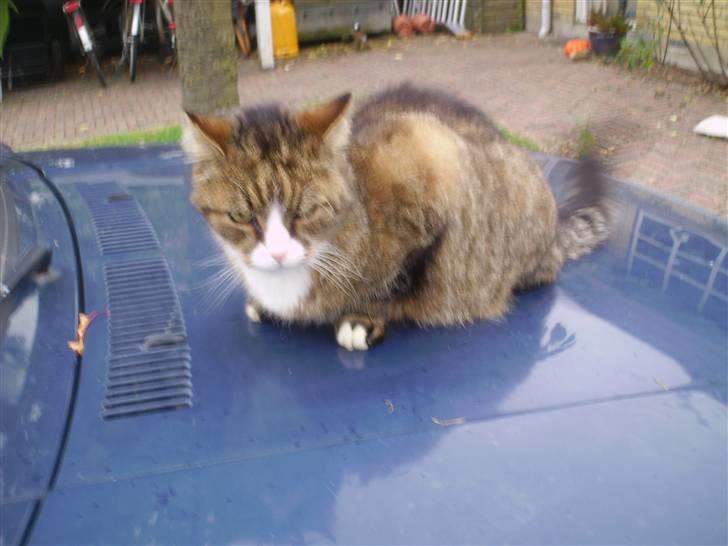 Huskat Lolly Pop (RIP) billede 13