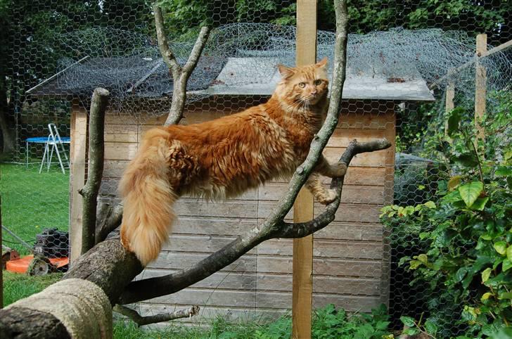 Maine Coon Krammedyret Dusty Dundee billede 1