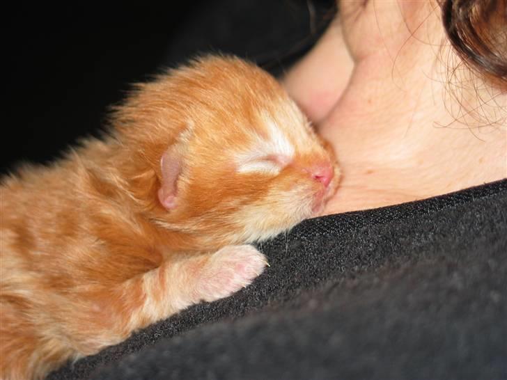 Maine Coon Krammedyret Dusty Dundee - Puttenusse tid billede 2