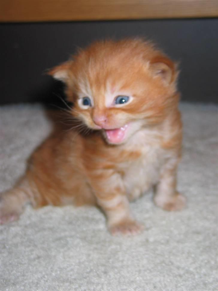 Maine Coon Krammedyret Dusty Dundee - Få så det kamera væk! billede 3