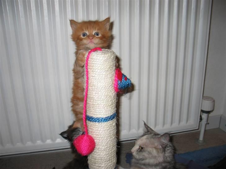 Maine Coon Krammedyret Dusty Dundee - Hvordan kommer jeg nu ned? billede 4