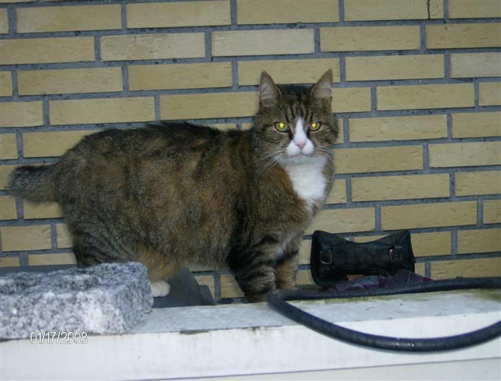 Huskat Lolly Pop (RIP) billede 14