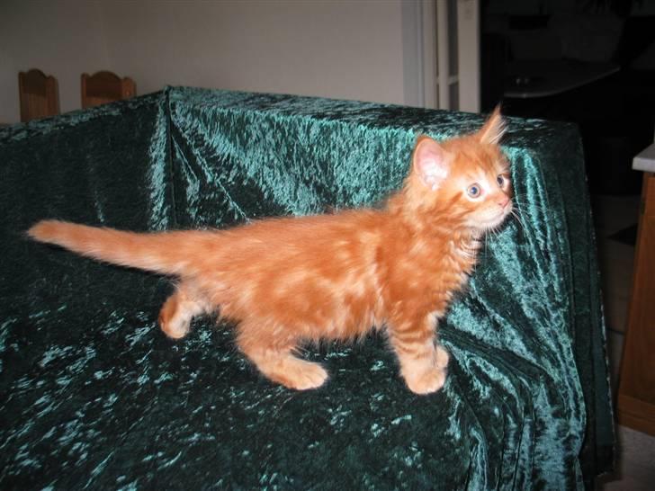 Maine Coon Krammedyret Dusty Dundee - "Stå rank" er nu ikke nemt. billede 5