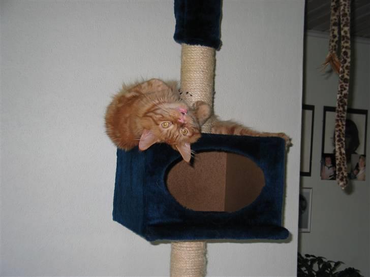 Maine Coon Krammedyret Dusty Dundee - Gi´mig den så!! billede 6