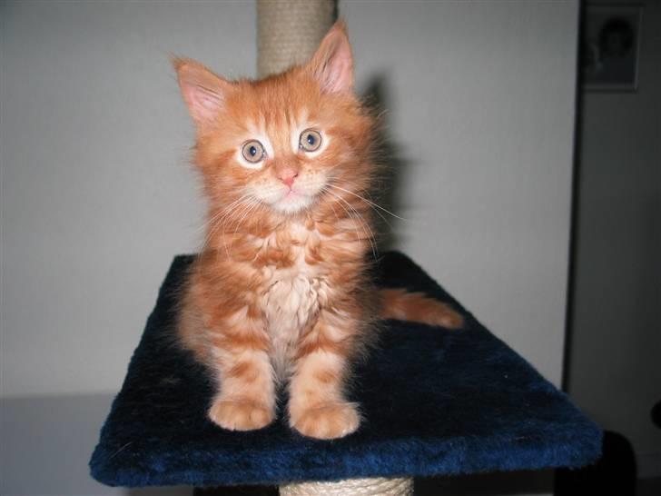 Maine Coon Krammedyret Dusty Dundee - Er jeg ikke sød? billede 7